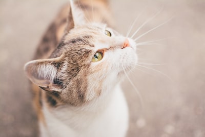 灰色和白色的猫
